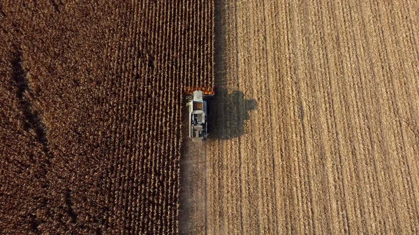 에어러 드론 이 현장에서 드라이 콘 을 거두는 콤바인 수확 기 상공을 바라봄 — 스톡 사진