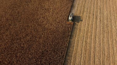 Tarladaki Kuru Mısırı Toplayan Hava Aracı Görünümü Uçuşu