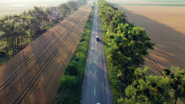 Voo de visão aérea de drones sobre o campo de trigo e árvores verdes ao pôr-do-sol — Fotografia de Stock