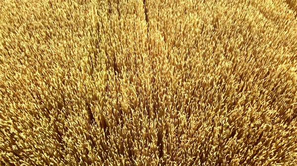 Létá nad polem zralého žlutého obilí zblízka. Přírodní pozadí. — Stock fotografie