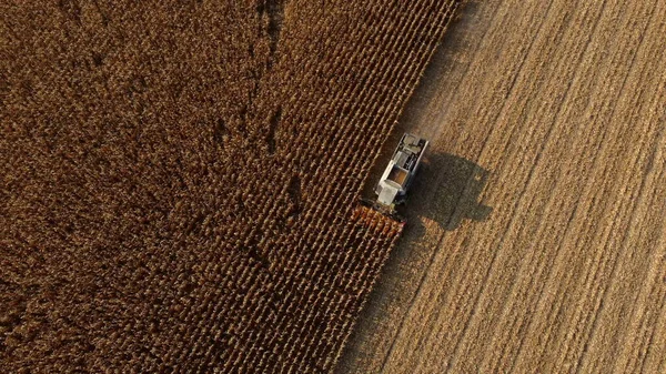 Aerial Drone View Flight over Combine Harvester, hogy arat száraz kukorica területen — Stock Fotó