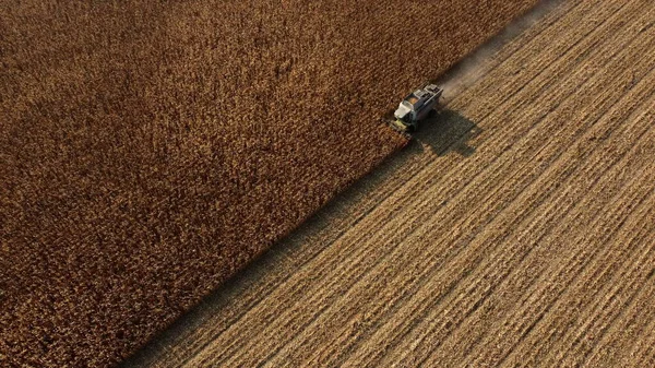 Air Drone View Flight Over Combine Harvester that Reaps Dry Corn in Field — Stock fotografie