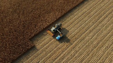 Hasatçı mısırları kargo aracının arkasındaki tarlaya boşalttı.