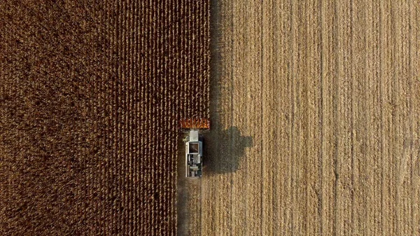 Air Drone View Flight Over Combine Harvester that Reaps Dry Corn in Field — Stock fotografie