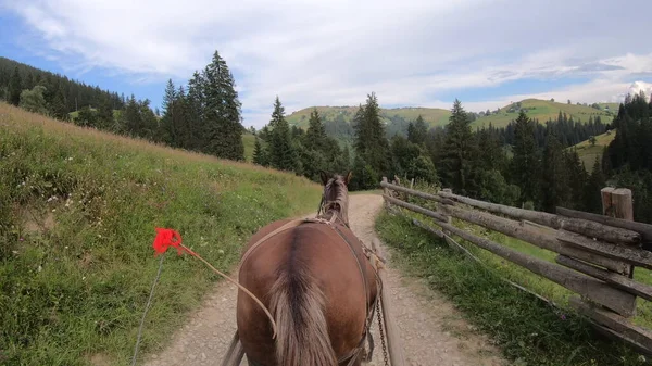 Лошадь тянет шезлонг по грунтовой дорожке в солнечный день — стоковое фото