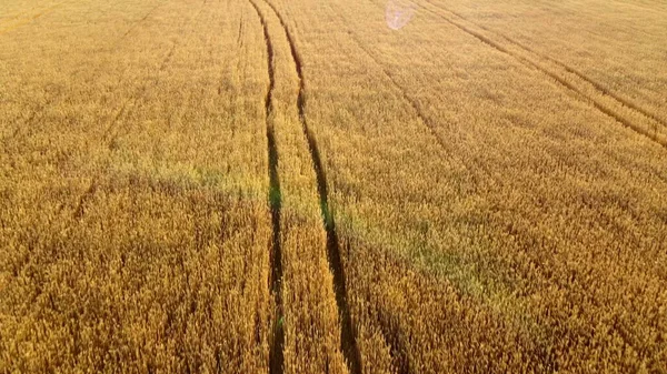 Flug über ein Feld aus gelbem, reifem Weizen, Sonnenuntergang. Natürlicher Hintergrund. — Stockfoto