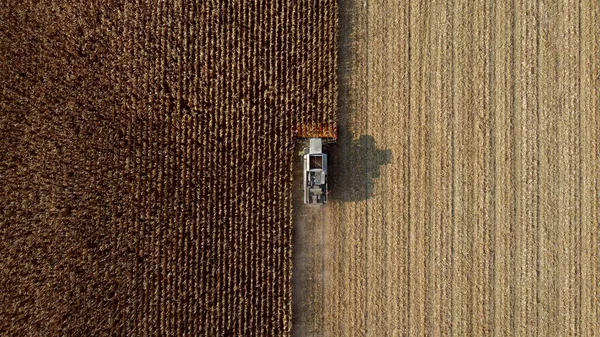 Air Drone View Flight Over Combine Harvester that Reaps Dry Corn in Field — Stock fotografie