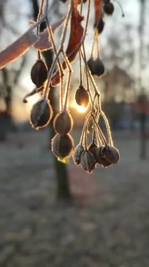 Kurumuş çiçek dalı, parlak güneş ışınlı kuru mısır gevreği kutuları..