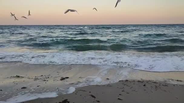 Paisaje mar olas blanco espuma tormenta viento azul cielo horizonte vuelo gaviotas — Vídeos de Stock