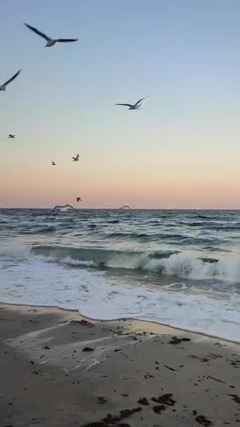 Landskap hav vågor vitt skum storm vind blå himmel skyline flyger måsar — Stockvideo