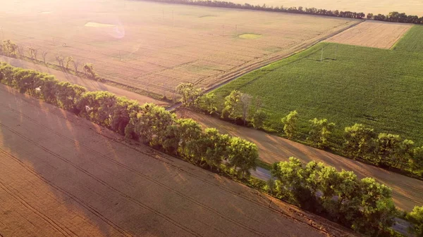 Drohne fliegt bei Sonnenuntergang über Straße zwischen Weizenfeldern. — Stockfoto