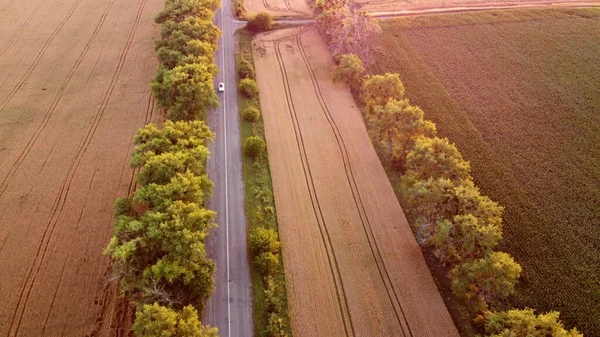 Дрон летить по дорозі між пшеничними полями під час заходу сонця . — стокове фото