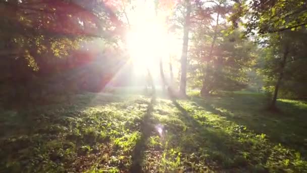 Hava aracı görüntüsü yaz sabahı ormanda yeşil ağaçların arasında parlıyor.. — Stok video