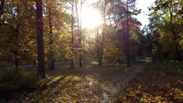 Воздушный беспилотник Вид на осенний лес с солнцем, сияющим сквозь ветви деревьев. — стоковое видео