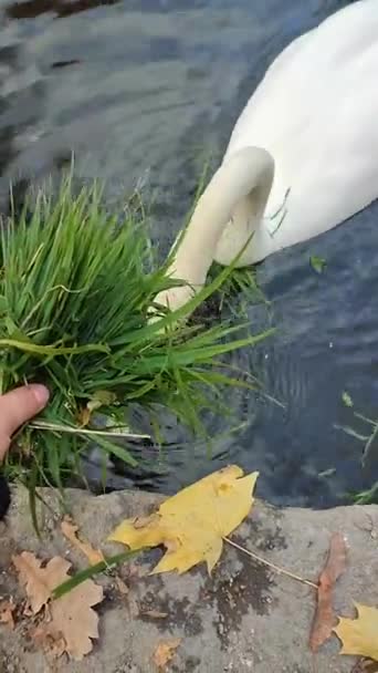 Homem alimenta grama verde cisne branco pelo parque do lago. Pessoa detém monte grama verde — Vídeo de Stock