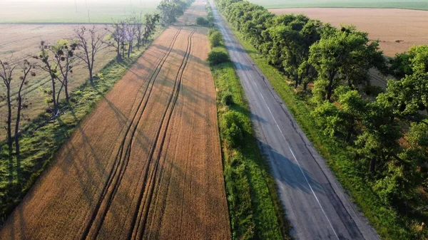 Voo de visão aérea de drones sobre o campo de trigo e árvores verdes ao pôr-do-sol — Fotografia de Stock