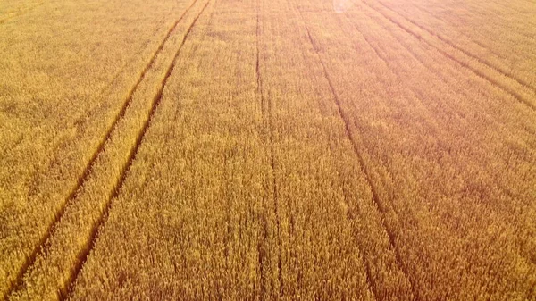 Voler au-dessus d'un champ de blé mûr jaune. Contexte naturel. — Photo