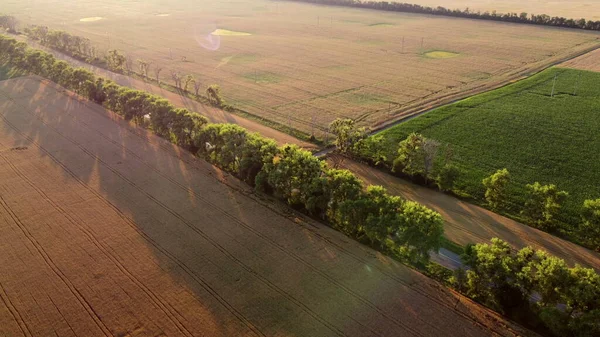 Drone voando sobre a estrada entre campos de trigo durante o pôr do sol. — Fotografia de Stock