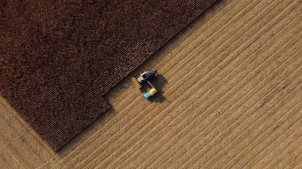 Sklizeň nalije kukuřici po sklizni do pole vzadu v nákladním vozidle — Stock fotografie