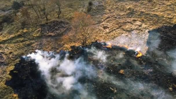 Letecký Drone View Over Hořící suchá tráva a kouř v poli. Plamen a zahájit palbu — Stock video