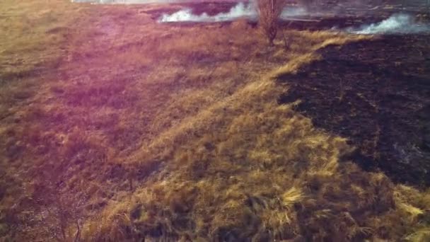 Вид с беспилотника, горит сухая трава. Открытое пламя огня и дыма. Yellow Dry — стоковое видео
