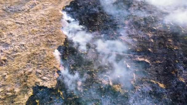 Vista aérea del dron quemando hierba seca. Abran llamas de fuego y humo. Amarillo seco — Vídeos de Stock