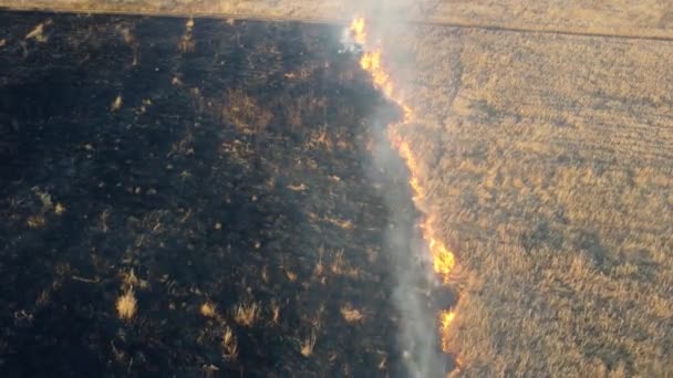 フィールドでの燃焼乾燥した草や煙の上に空中ドローンビュー。炎と炎 — ストック動画