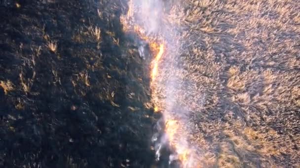 Aerial Drone View over Égő száraz fű és füst a területen. Láng és nyílt tűz — Stock videók