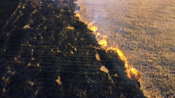 Drone aéreo Vista queimando grama seca. Abrir chamas de fogo e fumo. Amarelo seco — Vídeo de Stock