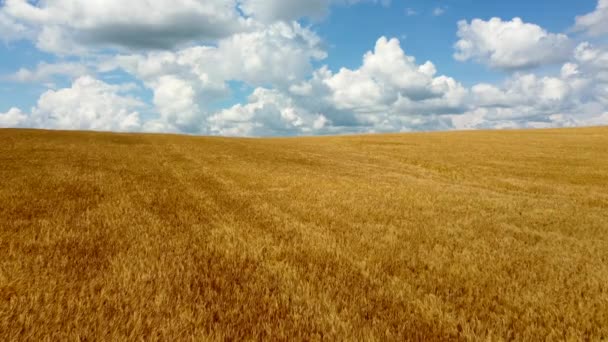 Endless field of yellow ripe wheat on a summer day and blue sky white clouds. — Stock Video
