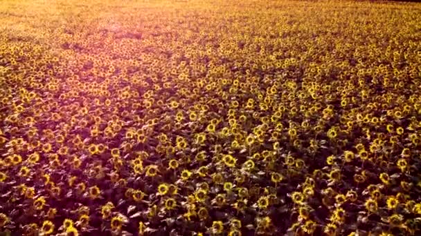 Поле квітучих жовтих квітів соняшнику, які погойдуються на вітрі, з червоними відблисками сонця — стокове відео