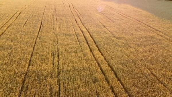 Voando sobre o campo de trigo amarelo maduro durante o pôr do sol. Fundo natural. — Fotografia de Stock