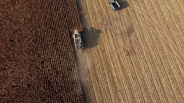 Воздушный беспилотник просматривает полет над комбайном, который пожинает сухую кукурузу в поле — стоковое фото