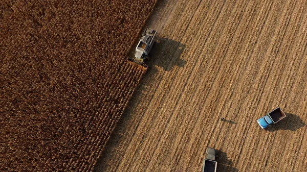 Aerial Drone View Flight Over Harvester Harvesting Dry Corn. Prázdné nákladní vozy — Stock fotografie