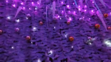 Renkli Noel topları ve duvarında beyaz sarkıtlar olan Noel süslemeleri.