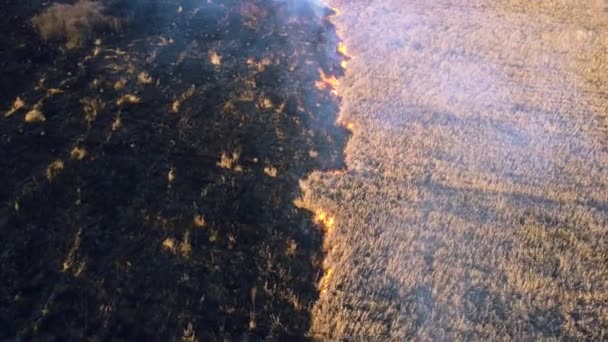 Flygdrönare Se två brandmän släcka eld i fält med torrt gräs — Stockvideo