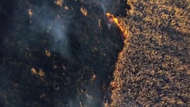 Aerial view Fire extinguishing. Fireman extinguishing burning dry grass. — Stock Video