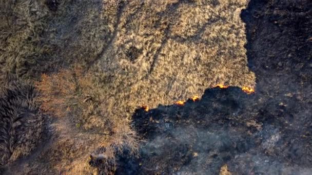 LuchtDrone View Over Brandend droog gras en rook in het veld. Vuur en open vuur — Stockvideo