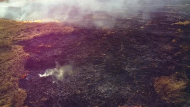 Drohnen aus der Luft verbrennen trockenes Gras. Offene Flammen aus Feuer und Rauch. Gelb-trocken — Stockvideo