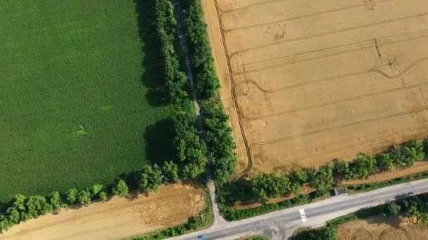 Vista aérea del dron sobre la intersección de asfalto entre campos agrícolas — Vídeos de Stock