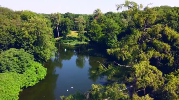 Парк в солнечный летний день. Высокие деревья с зелеными листьями. Озеро с белыми лебедями. — стоковое видео