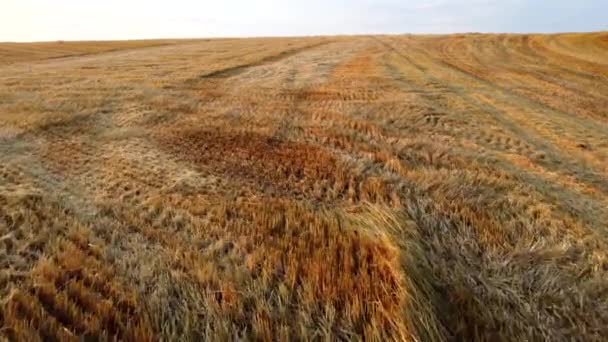 Buğday tarlasında biçilmiş buğday sapları üzerinde uçan hava aracı görüntüsü — Stok video