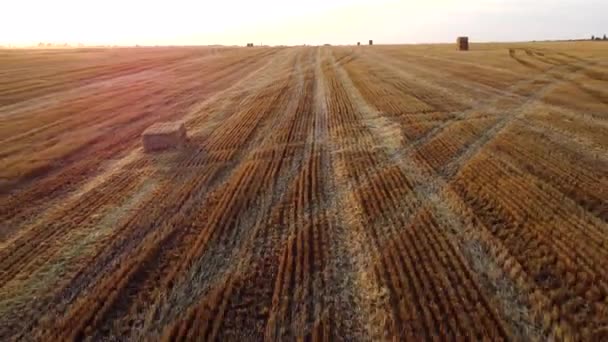 Luchtfoto drone uitzicht vlucht over stengels van gemaaide tarwe in tarweveld — Stockvideo