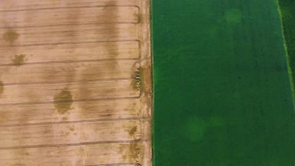 Воздушный беспилотник видит границу между желтым пшеничным полем и зеленым сельскохозяйственным полем — стоковое видео