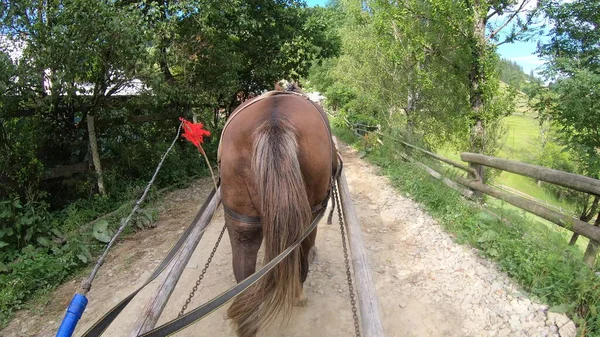 Pferd zieht an einem sonnigen Tag eine Chaise auf einem Feldweg — Stockfoto