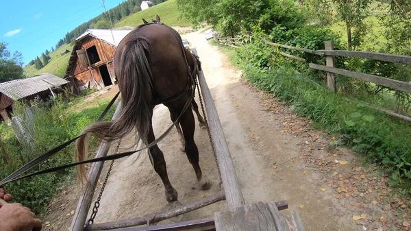 Cavalo puxa uma chaise em um caminho de sujeira em um dia ensolarado — Fotografia de Stock