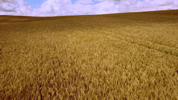Повітряний безпілотник бачить політ над полем жовтої дозрілої пшениці. Горизонт. — стокове фото