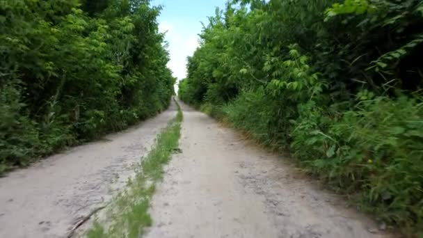Brudna droga między wysokimi drzewami z zielonymi liśćmi w słoneczny letni dzień. — Wideo stockowe