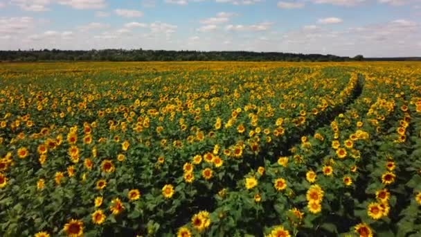 Drone aéreo ver voo sobre campo de girassol no dia ensolarado de verão. — Vídeo de Stock