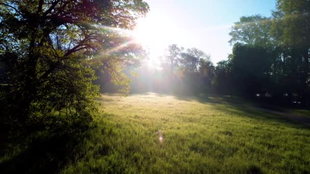 El sol brilla en el bosque a través de los árboles y ramas de los árboles cerca de un claro — Vídeo de stock